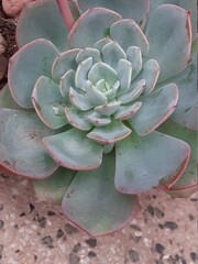 Planta echeveria. Posición central. Verde, rosa y gris.