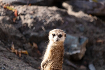 Zoo de Granby, Québec Canada, Suricate