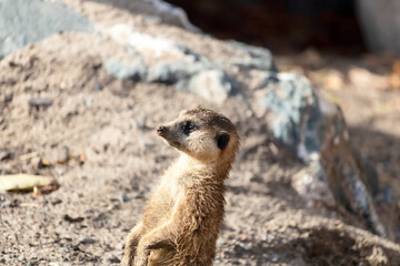 Zoo de Granby, Québec Canada, Suricate