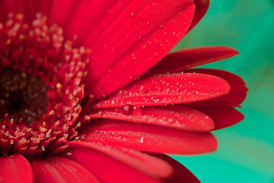 red gerbera flower with water drops. Red daisy macro with water droplets on the petals on green background
