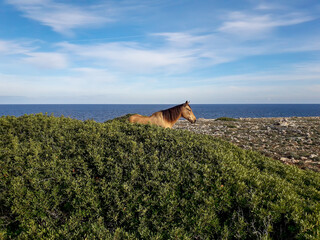 Pferd an der Küste von Mallorca