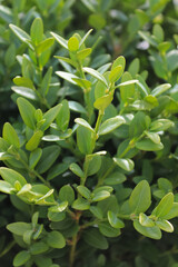 A vertical shot of green boxwood branches