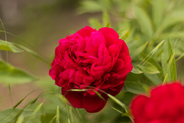 beautiful red rose