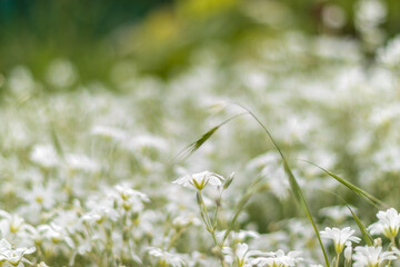 field of daisies