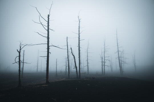 Ghost forest