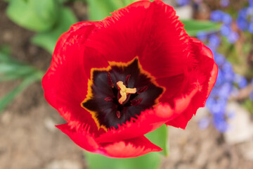 red and yellow tulip