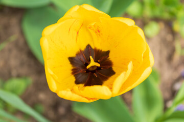 yellow tulip flower