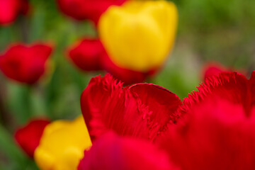red and yellow tulips