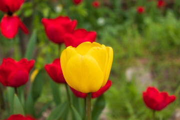 red and yellow tulips