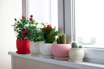 Several cacti and roses in pot stand on the windowsill on the balcony