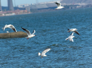 seagulls in flight