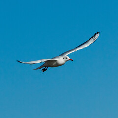 seagull in flight