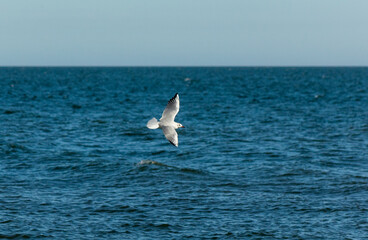 seagull over the sea