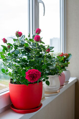 Fototapeta na wymiar Several kalanchoe and roses in pot stand on the windowsill on the balcony