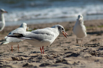 Fototapeta premium seagull on the beach