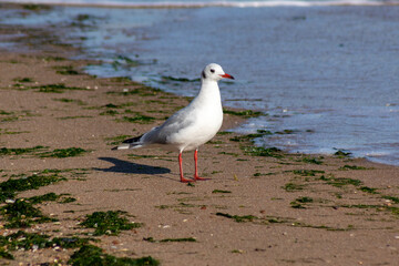 seagull on the beach