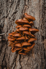 mushrooms on tree