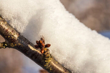 Close up view of snow covered bushes. Beautiful winter scape view.