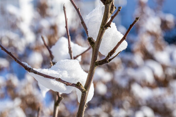 Close up view of snow covered bushes. Beautiful winter scape view.