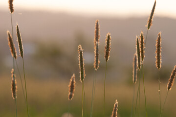 Trawy © JacekJ