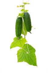 Cucumber plant. Cucumber with leafs and flowers isolated on white.