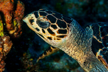 Side of a Green turtle feeding on the coral reef