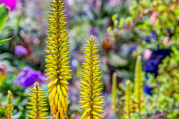 Gardens and trees in the urban parks of Marrakech Morocco