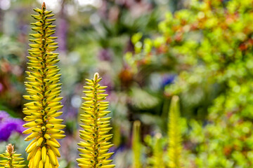 Gardens and trees in the urban parks of Marrakech Morocco