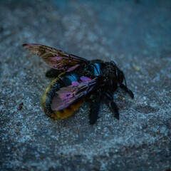fly on the beach