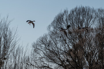 birds in the tree
