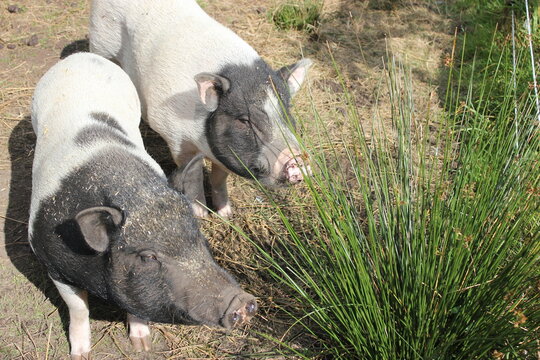 Schweine, Bauernhoftiere, minipigs, natur, umwelt