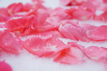 pink rose petals in the snow in winter
