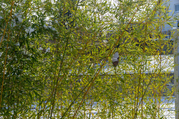 Bamboos covered with snow in garden.