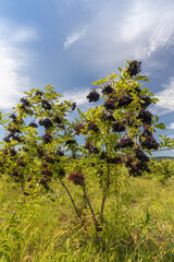 Elderberry orchard in Tokaj region, Northern Hungary