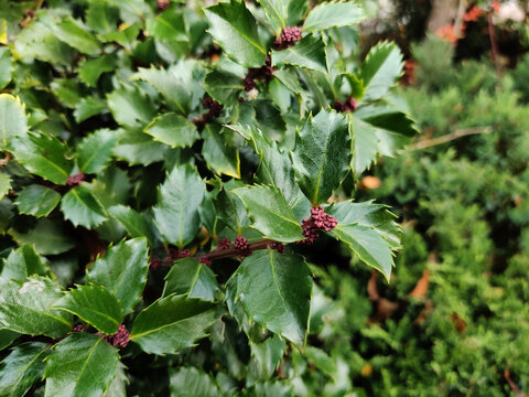 Shru of common holly flowering plant with green leaves and blossoms