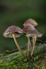 mushroom in the forest