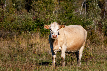 Boeuf, vache