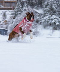 Adorable Boxer Dog playing in a snow covered frozen lake during winter time. Alta Lake, Whistler, British Columbia, Canada.