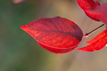 Czerwony liść