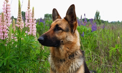 German Shepherd for a walk on a green, summer field among blooming lupines