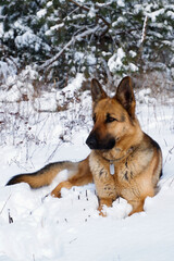 German shepherd dog sits for a walk in a pine forest on a sunny winter day.