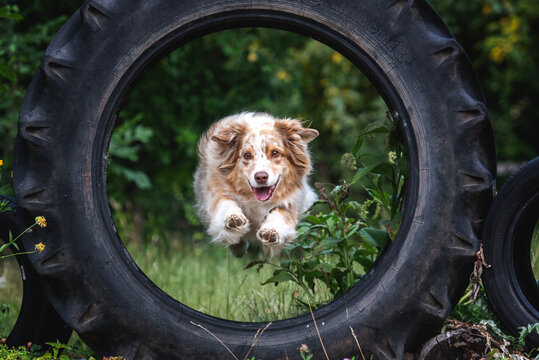 Australian Shepherd springt durch Reifen