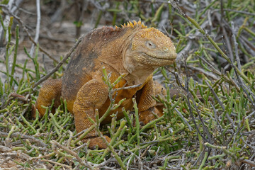 Obraz premium Galapagos land iguana (conolophus subcristatus) - Seymour Norte Island, Ecuador