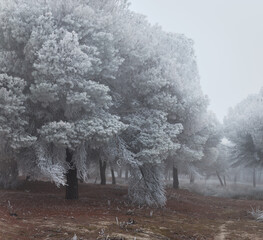 A frozen pine forest one winter morning in Castilla