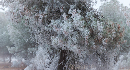 A frozen pine forest one winter morning in Castilla