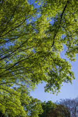 Bright green leaves on branches against a blue cloudless sky on a sunny spring day