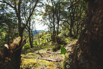 Bosque paramo