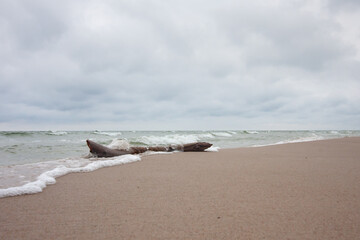Plaża na Bałtyku z drewnem