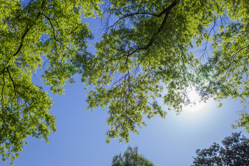 Bright green leaves on branches against a blue cloudless sky on a sunny spring day