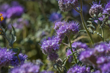 Lacy scorpionweed Phacelia tanacetifolia California Poppy Reserve Wildflowers